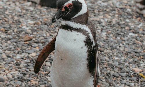 PinguineraOnachagaExpeditions-145-scaled