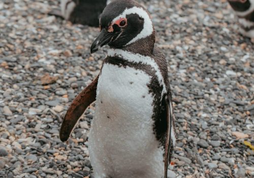 PinguineraOnachagaExpeditions-145-scaled